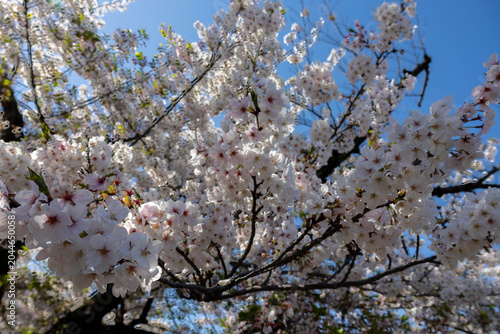 Beautiful Cherry Blossom blooming tree in the Osaka Castle park, Osala. Japan