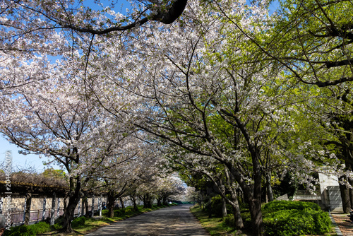Osaka Castle Park under the beautiful sakura cherry blossom trees, Osaka, Japan