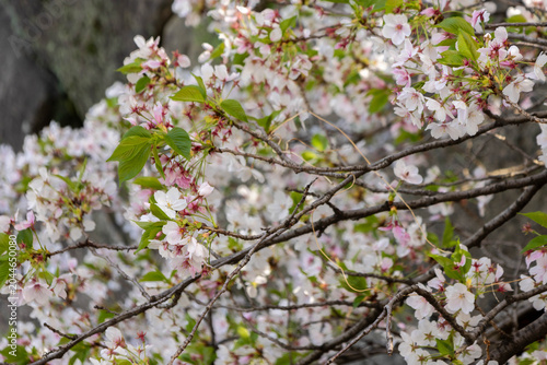 Beautiful Cherry Blossom blooming tree in the Osaka Castle park, Osala. Japan