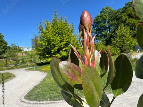 King protea (Protea cynaroides), Giant protea, Honeypot or King sugar bush, Koningsprotea, isiQwane sobukumkani, Königs-Protea, Protea rey - Botanical Garden of the University of Zurich, Switzerland