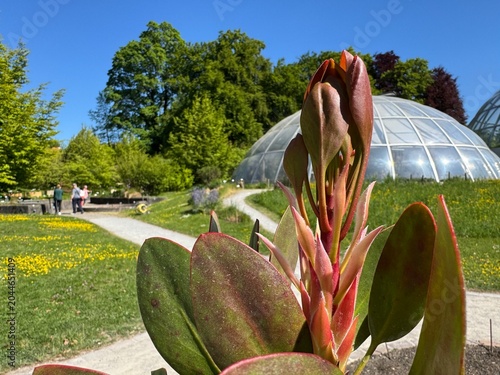 King protea (Protea cynaroides), Giant protea, Honeypot or King sugar bush, Koningsprotea, isiQwane sobukumkani, Königs-Protea, Protea rey - Botanical Garden of the University of Zurich, Switzerland