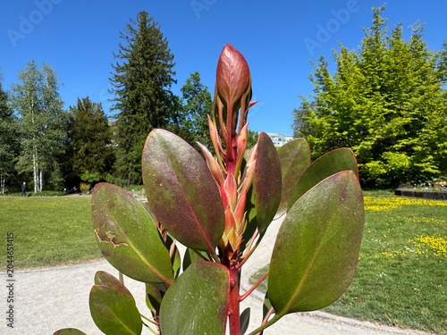 King protea (Protea cynaroides), Giant protea, Honeypot or King sugar bush, Koningsprotea, isiQwane sobukumkani, Königs-Protea, Protea rey - Botanical Garden of the University of Zurich, Switzerland