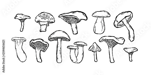 Foto Hand drawn forest mushrooms line art illustration set