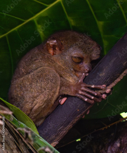 Billede på lærred Philippine tarsier (Carlito syrichta) dozing in the forest of Bohol
