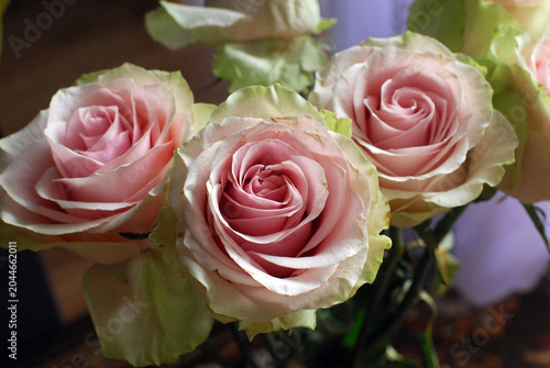 COLORFUL ROSES IN A VASE ON THE TABLE