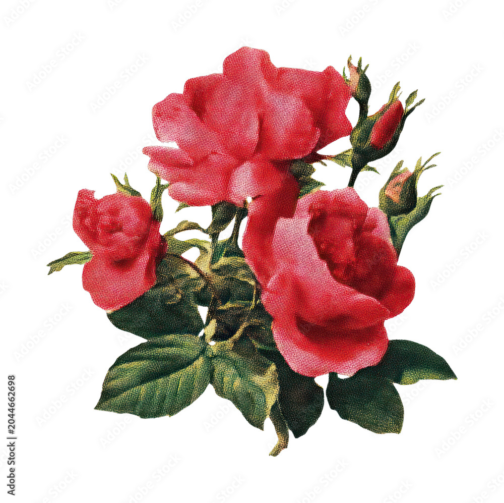 Obraz premium PNG Vintage red roses illustration
