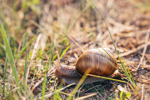 Foto Snail gastropod crawling across dry pine needles and debris on forest ground, re