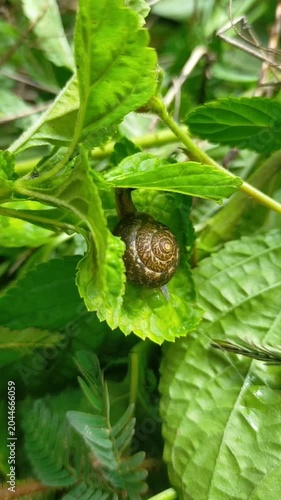 22 second Cute garden snail on fresh green leaf macro close up