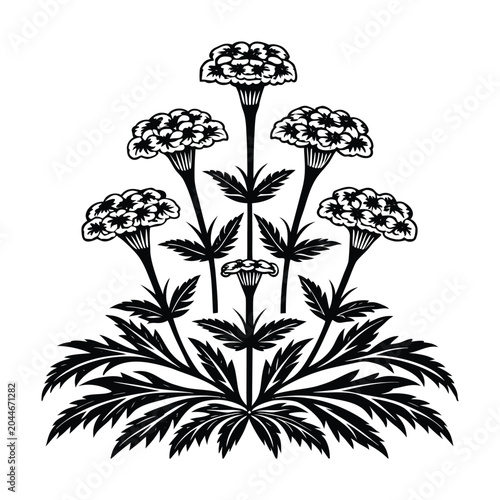 Beautiful black and white linocut vector illustration featuring symmetrical blooming marigold flowers with detailed serrated leaves, isolated on a white background.