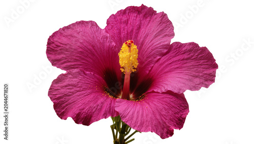 Canvas-taulu Vibrant pink hibiscus flower with yellow stamen