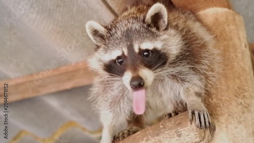 Adorable north american raccoon yawning, cleaning its paws, and sticking out its tongue