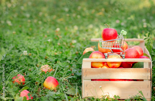 Red apple placed in miniature shopping cart on wooden crate filled with fresh apples in orchard.