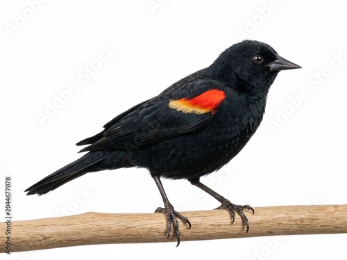 Male Red-winged Blackbird Perched on Branch Against White Background