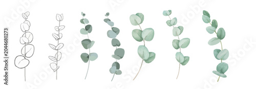 Eucalyptus branches illustration, outline and watercolor