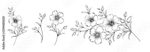 Flax flowers drawing, delicate nature illustration, vintage botanical art