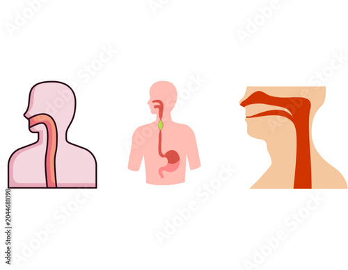 Fotografie Illustrations depicting the human digestive and respiratory systems, showing the anatomy of the throat, esophagus, and stomach pathways for food and air