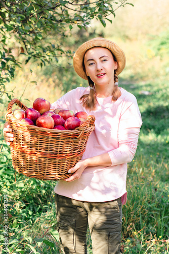 Woman holding large basket full of freshly picked red apples standing in orchard during harvest