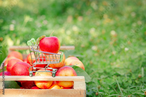 Red apple placed in miniature shopping cart on wooden crate filled with fresh apples in orchard.