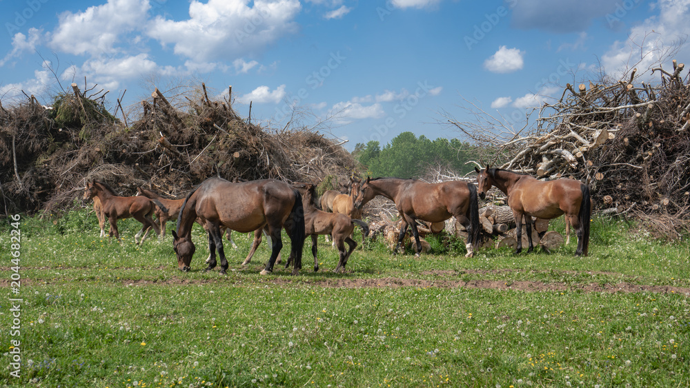 Fototapeta premium Horse herd with foals grazing near stacked tree branches, rural pasture scene with farm animals and blue cloudy sky