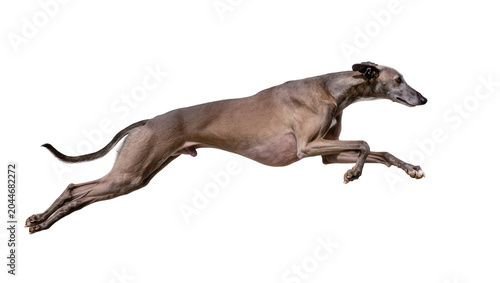 Tableau sur toile Greyhound dog running at full speed side view, motion blur