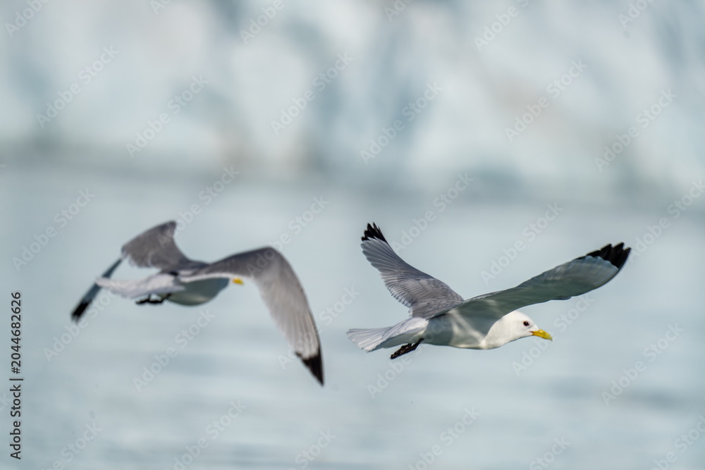 Obraz premium Black-legged kittiwakes (Rissa tridactyla) in flight, at Bjornfjorden, Svalbard, Norway