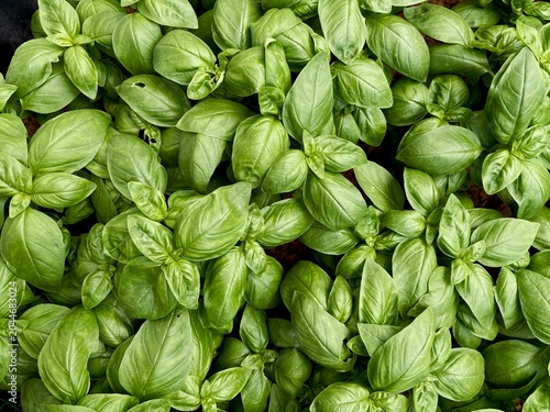 fresh green basil. close up of basil leaves - aromatic plants. view from above 