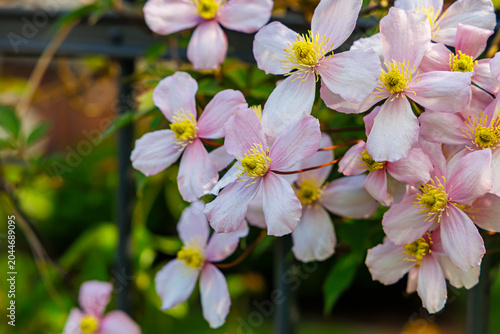 Pink and white flowers bloom on a green vine near a garden fence during spring in a sunny location