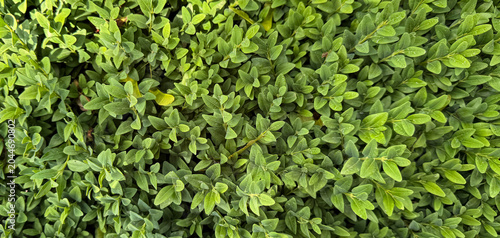 Boxwood bush with green leaves background