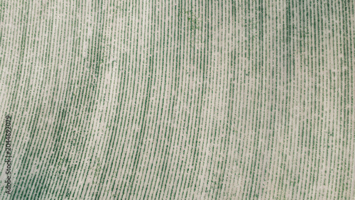 Aerial texture background of green and golden crop field stripes