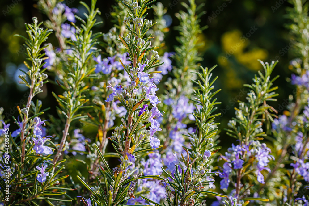 Obraz premium Flowers bloom on rosemary plants in a garden during a sunny day in spring