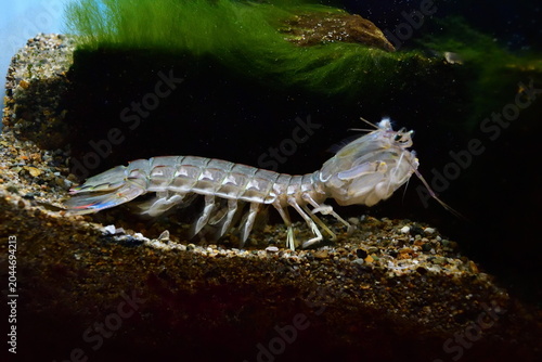 仙台うみの杜水族館のシャコ（宮城県仙台市）
