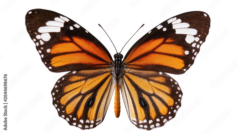 Obraz premium Monarch butterfly with orange black, and white wings