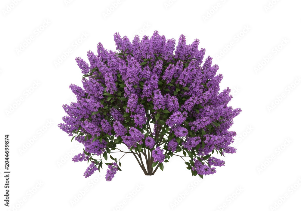 Obraz premium Dense lilac shrub with clusters of vibrant purple flowers and green leaves, isolated on a solid black background, for easy compositing