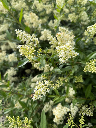 Elderflower (Sambucus nigra) bush with a little bee on it close up