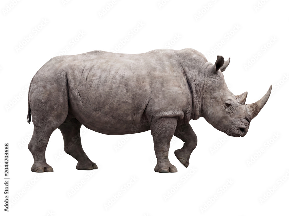 Obraz premium White rhinoceros walking, side view, isolated on transparent background (PNG)