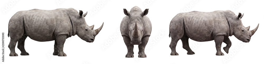 Obraz premium White rhino isolated on transparent background