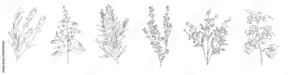 Obraz premium Vector set of botanical plants isolated on transparent background