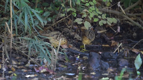 Chinese Bamboo-Partridge Bambusicola thoracicus Wild Bird