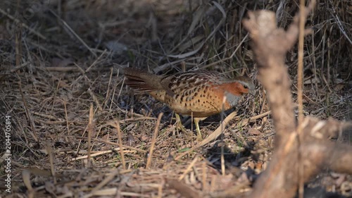 Chinese Bamboo-Partridge Bambusicola thoracicus Wild Bird