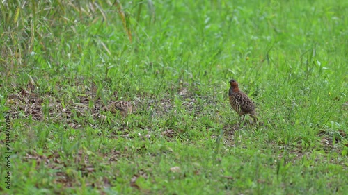 Chinese Bamboo-Partridge Bambusicola thoracicus Wild Bird