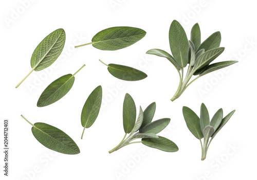 Fresh green sage leaves and sprigs arranged on a solid black background, showing detailed leaf texture and natural oval shapes