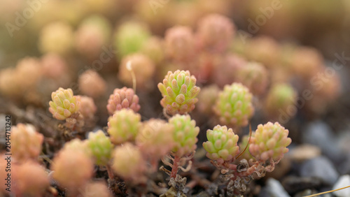 Foto succulent sedum texture background green pink stonecrop plant close up view of t