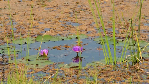 The purple lotus flowers are in full bloom.