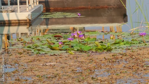 The purple lotus flowers are in full bloom.