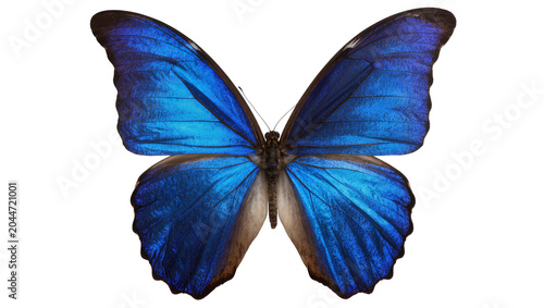 Photos Blue Morpho Butterfly with Vibrant Wings