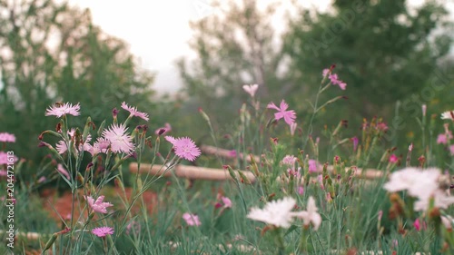 Pink Dianthus Wildflowers Blooming in a Garden Meadow