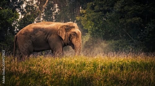 Canvas Print Asian elephant, Wildlife photography