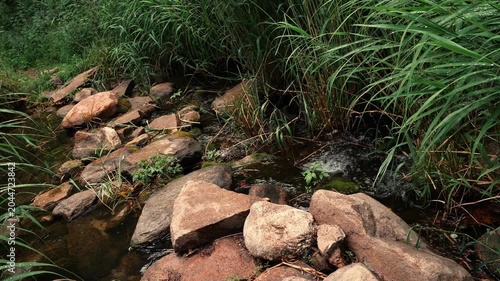 Rocky Forest Stream Through Green Reeds