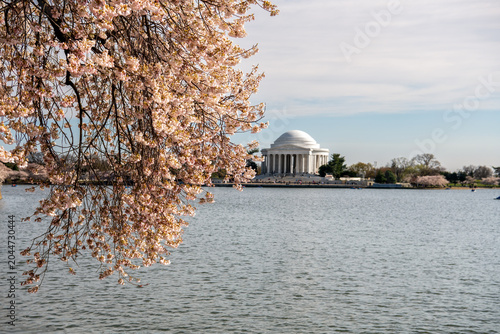фотографія Washington, DC, USA - March 22nd 2024 - Cherry blossom season around the tidal basin in Washington, DC, with the Jefferson Memorial in the background