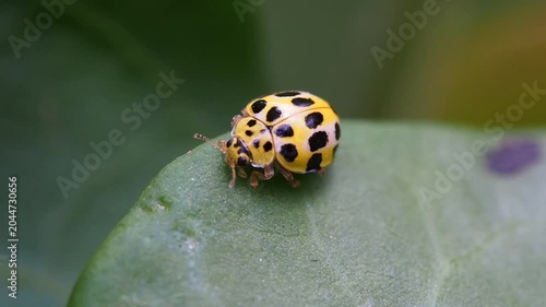 Yellow ladybug with black spots on leaf